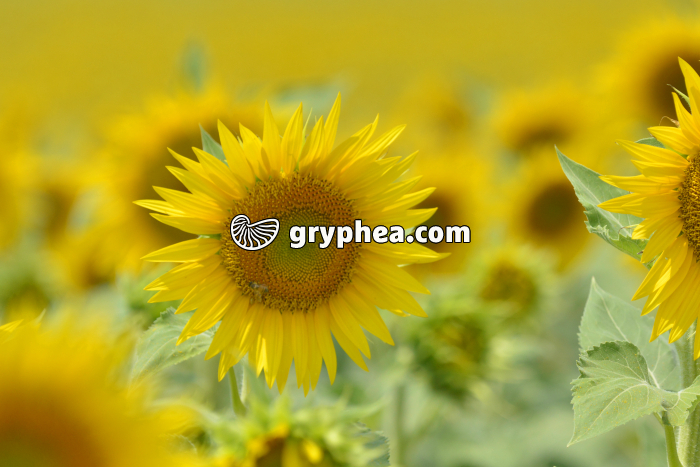 Champ de Tournesols - gryphea.org